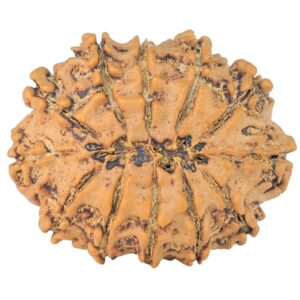 12 Mukhi Rudraksha 26mm 3.55gm - Rudraksha back