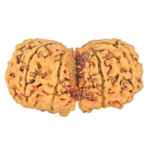 11 MK Gaurishankar 39.3mm 5.52gm - Rudraksha back