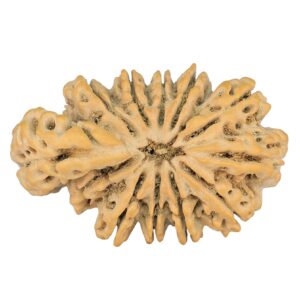 10+1+1 Mukhi Sawar 38.8mm 7.19gm - Rudraksha back