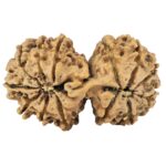 14 Mk Gaurishankar 33.6mm 4.88gm - Rudraksha back