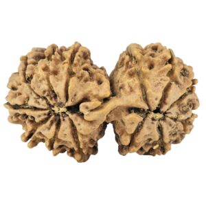 14 Mk Gaurishankar 33.6mm 4.88gm - Rudraksha back