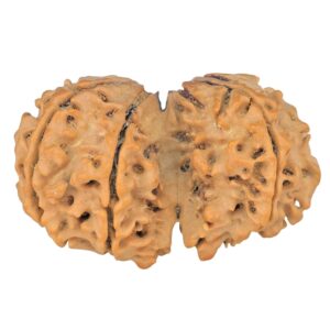 7 MK Gaurishankar 38.6mm 6.86gm - Rudraksha back