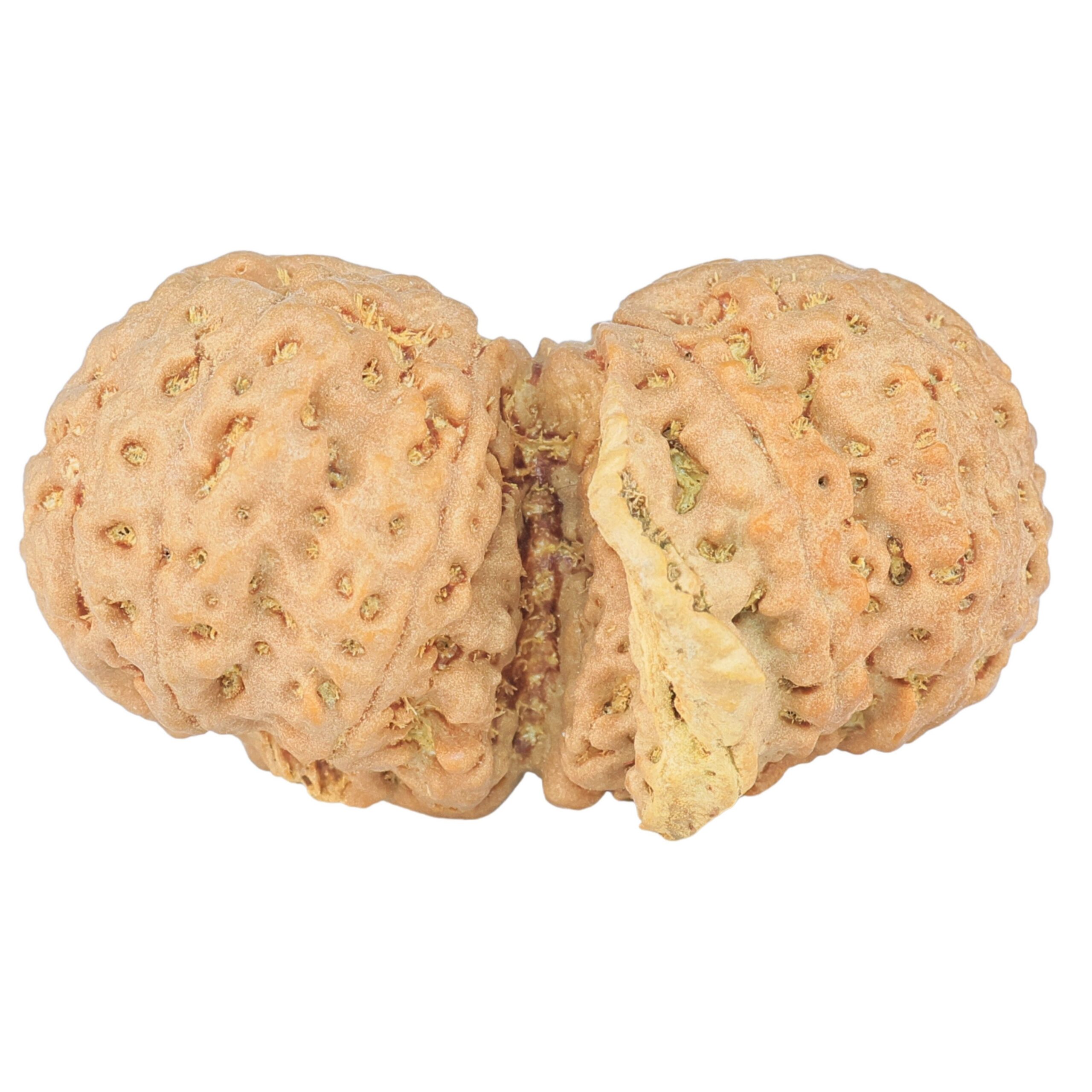 9 Mukhi G.S & Ganesh 35mm 6.1gm - Rudraksha back