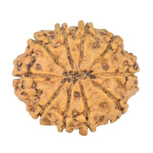 10 Mukhi Rudraksha 26.4mm 4.07gm - Rudraksha back