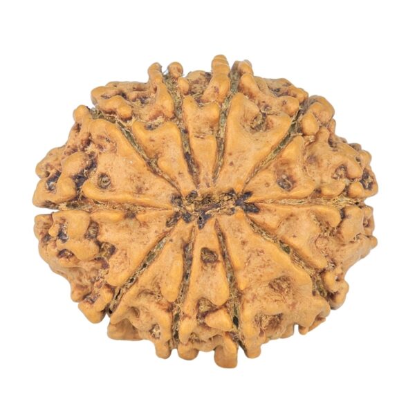 10 Mukhi Rudraksha 26.4mm 4.07gm - Rudraksha back