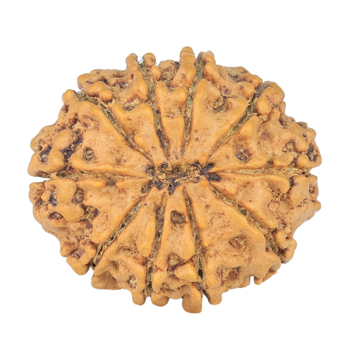 10 Mukhi Rudraksha 26.4mm 4.07gm - Rudraksha back