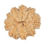 9 Mukhi Rudraksha 23.5mm 3.85gm - Rudraksha back