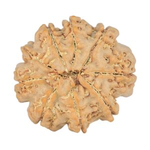 9 Mukhi Rudraksha 23.5mm 3.85gm - Rudraksha back