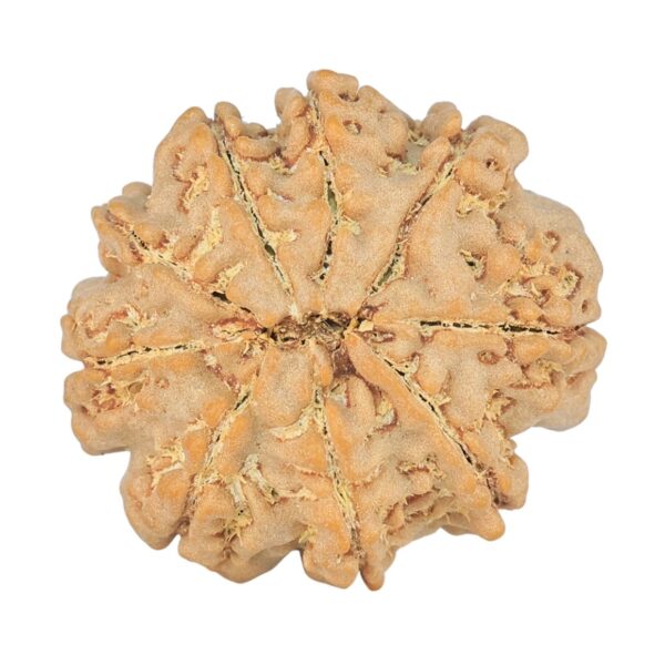 9 Mukhi Rudraksha 23.5mm 3.85gm - Rudraksha back