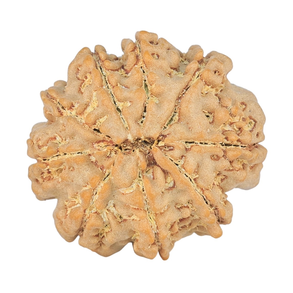 9 Mukhi Rudraksha 23.5mm 3.85gm - Rudraksha back