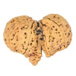 11 Mukhi Mini Trijuti 40mm 6.56gm - Rudraksha back