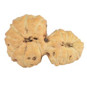 17 MK Gaurishankar 21mm 1.38gm - Rudraksha back