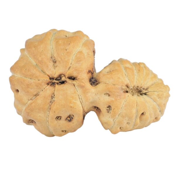 17 MK Gaurishankar 21mm 1.38gm - Rudraksha back
