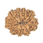 9 Mukhi Rudraksha 23mm 2.81gm - Rudraksha back