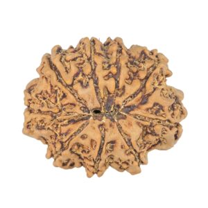 9 Mukhi Rudraksha 23mm 2.81gm - Rudraksha back