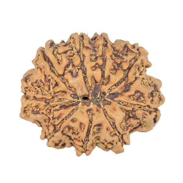 9 Mukhi Rudraksha 23mm 2.81gm - Rudraksha back