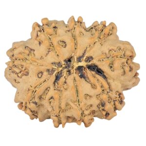 9 Mukhi Rudraksha 26.7mm 3.88gm - Rudraksha back