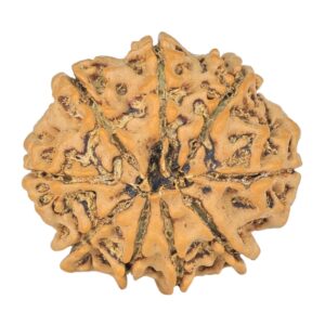 9 Mukhi Rudraksha 23.7mm 3.27gm - Rudraksha back