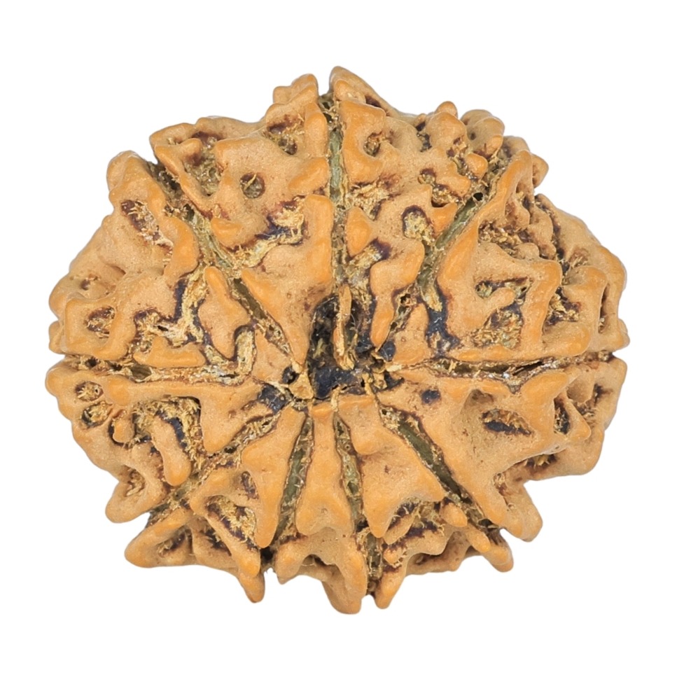 9 Mukhi Rudraksha 23.7mm 3.27gm - Rudraksha back