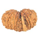 11 Mukhi G.S & Ganesh 25.7mm 2.8gm - Rudraksha back
