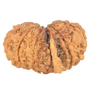 11 Mukhi G.S & Ganesh 25.7mm 2.8gm - Rudraksha back