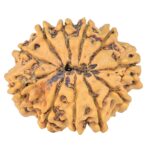 11 Mukhi Rudraksha 26.7mm 4gm - Rudraksha back