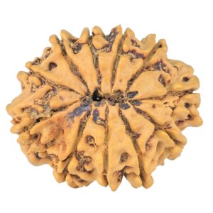 11 Mukhi Rudraksha 26.7mm 4gm - Rudraksha back