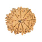 9 Mukhi Rudraksha 21mm 2.37gm - Rudraksha back