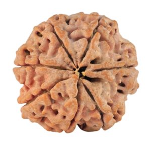 7 Mukhi Rudraksha 28.3mm 7.68gm - Rudraksha back