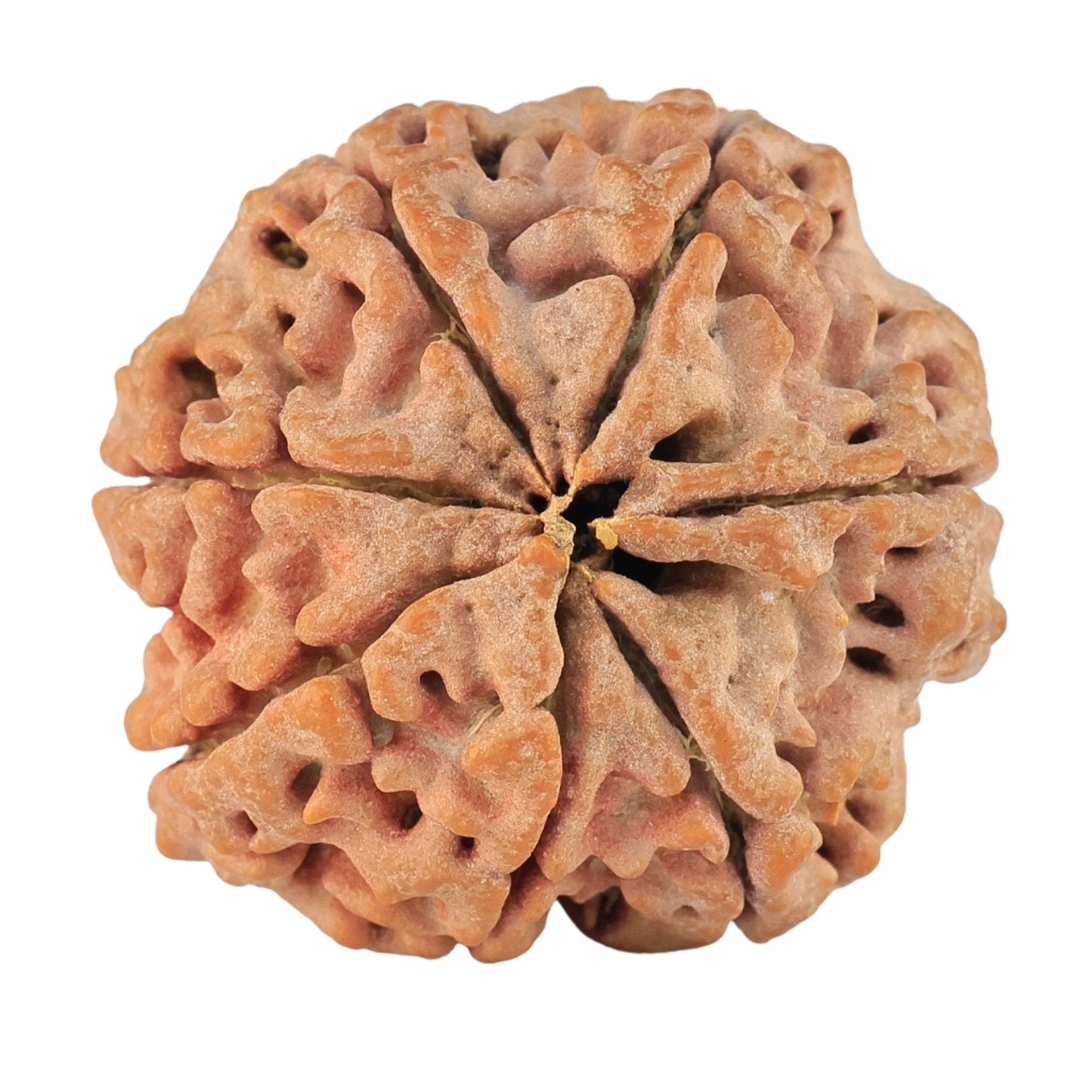 7 Mukhi Rudraksha 28.3mm 7.68gm - Rudraksha back