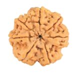 7 Mukhi Rudraksha 28.3mm 7gm - Origin: Nepal - Rudraksha back