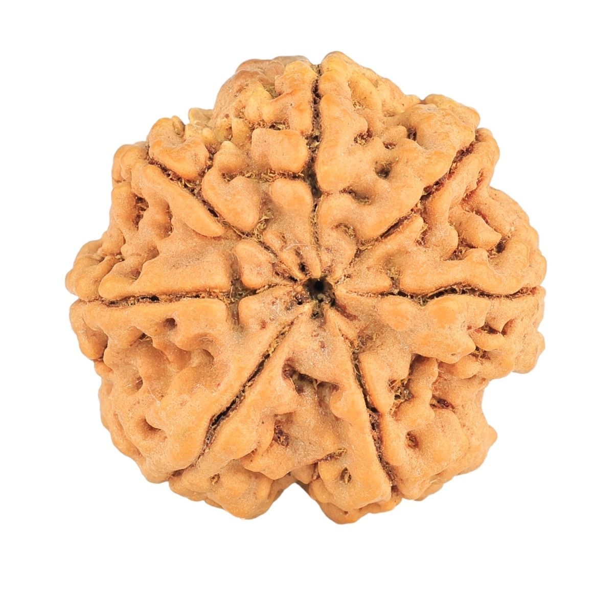 7 Mukhi Rudraksha 28.3mm 7gm - Origin: Nepal - Rudraksha back