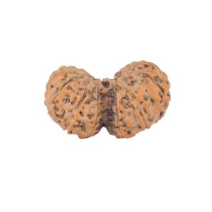 14 Mk Gaurishankar 25.8mm 2.59gm - Rudraksha back