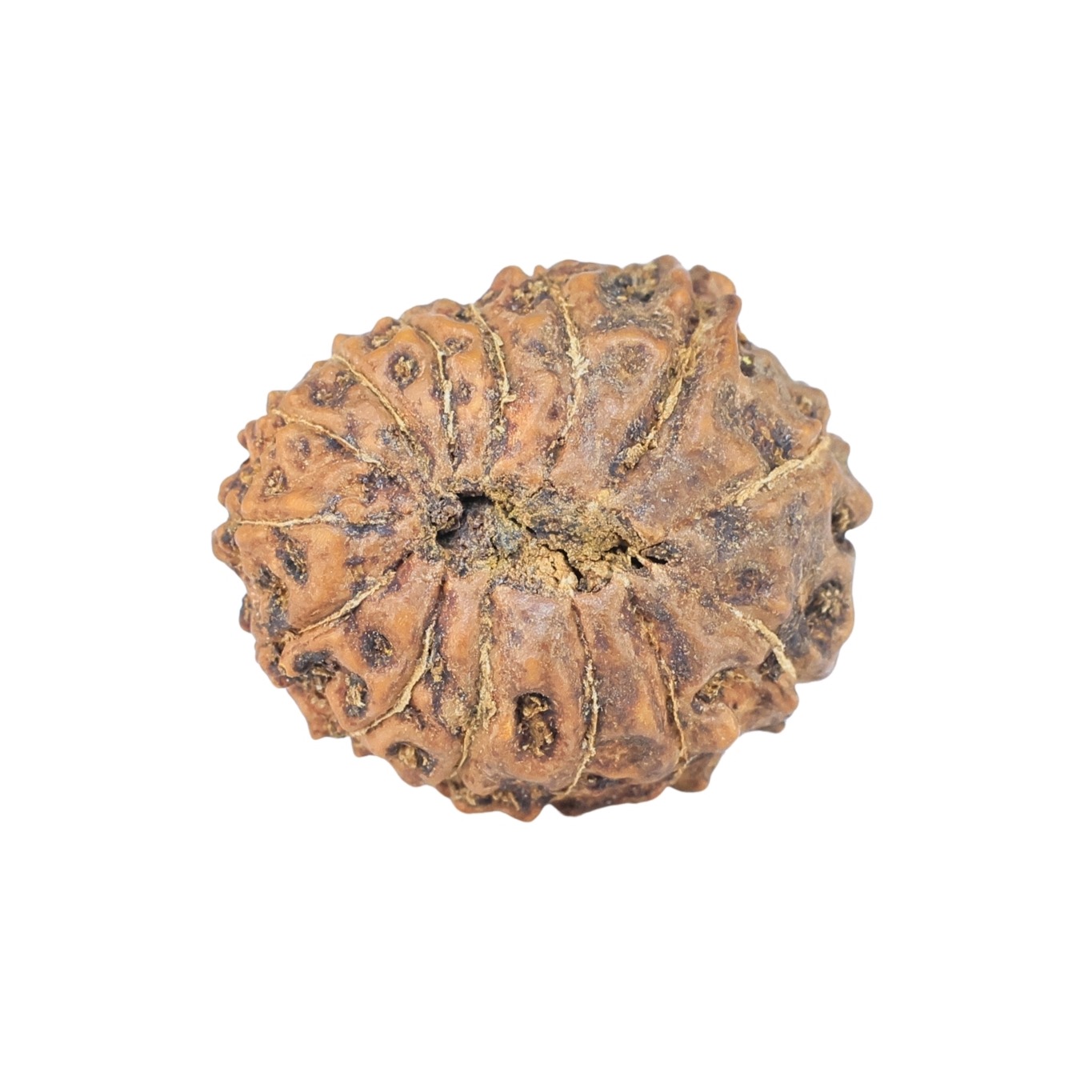 14 Mukhi Rudraksha 21.3mm 2.63gm - Rudraksha back