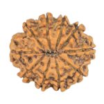 10 Mukhi Rudraksha 24.7mm 3.9gm - Rudraksha back
