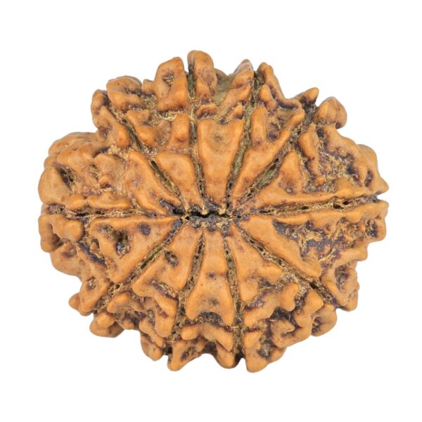 10 Mukhi Rudraksha 24.7mm 3.9gm - Rudraksha back