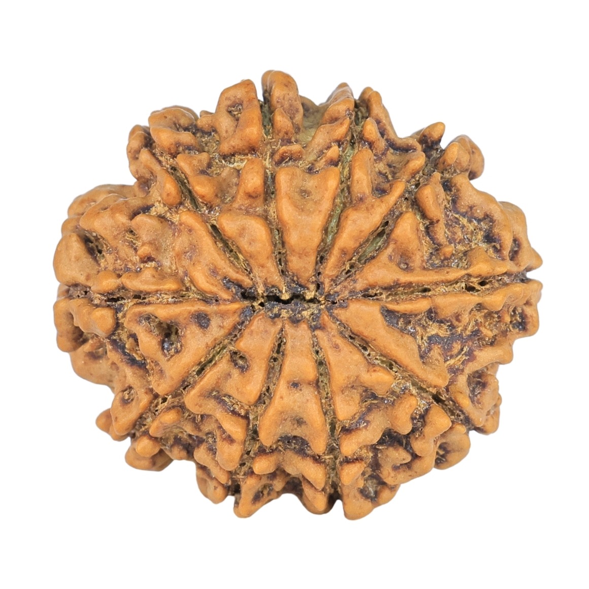 10 Mukhi Rudraksha 24.7mm 3.9gm - Rudraksha back