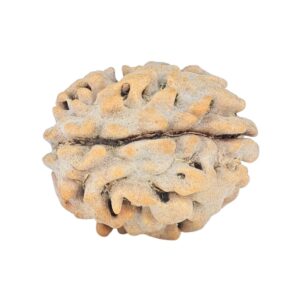1 Mukhi Rudraksha 16.7mm 1.48gm - Rudraksha back