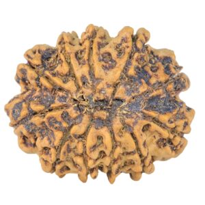 11 Mukhi Rudraksha 27.1mm 4.23gm - Rudraksha back