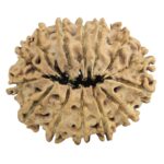 14 Mukhi Rudraksha 27.2mm 3.3gm - Rudraksha back