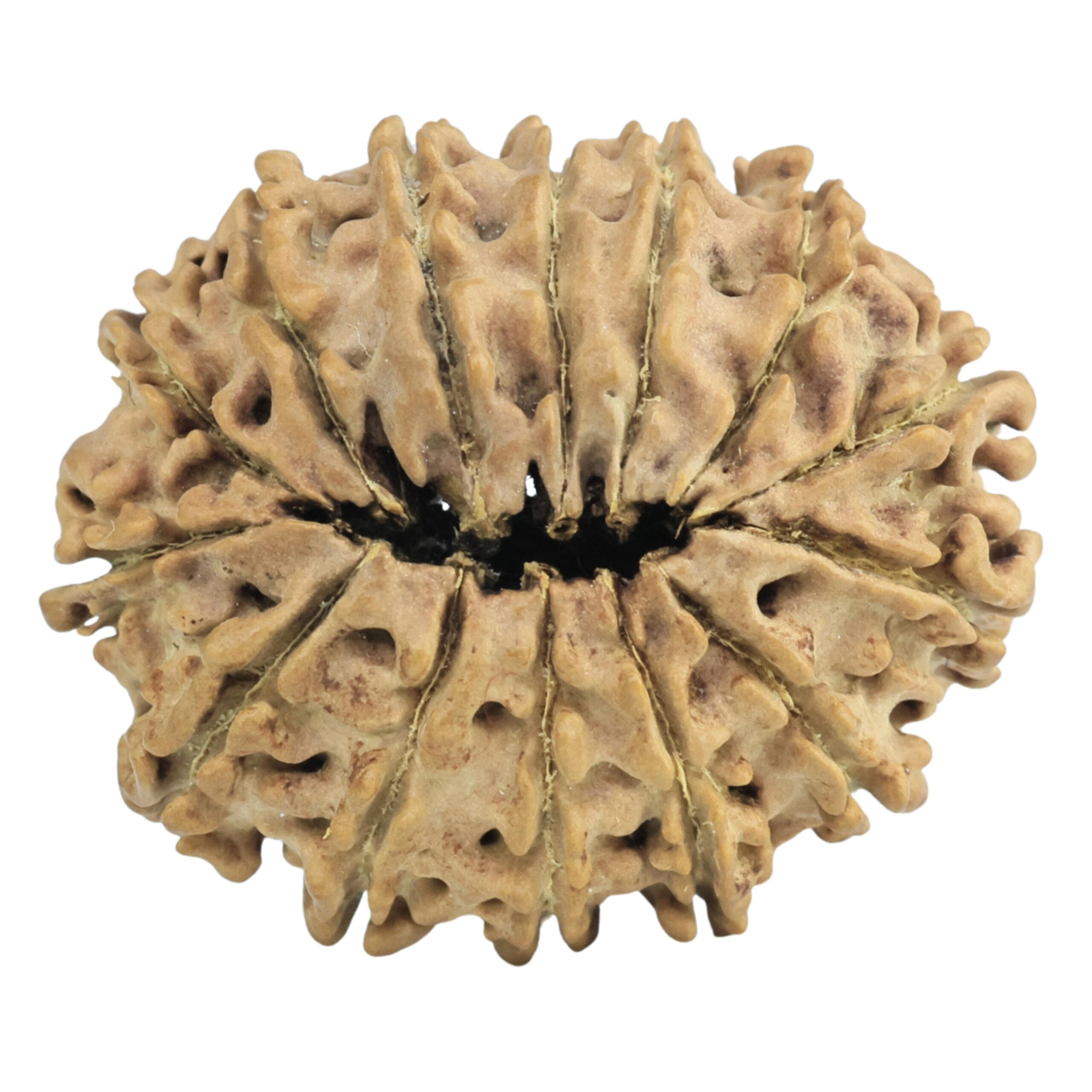 14 Mukhi Rudraksha 27.2mm 3.3gm - Rudraksha back
