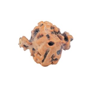 2 Mukhi Double Ganesh 16.6mm 1.2gm - Rudraksha back