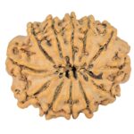 12 Mukhi Rudraksha 28mm 4.74gm - Rudraksha back