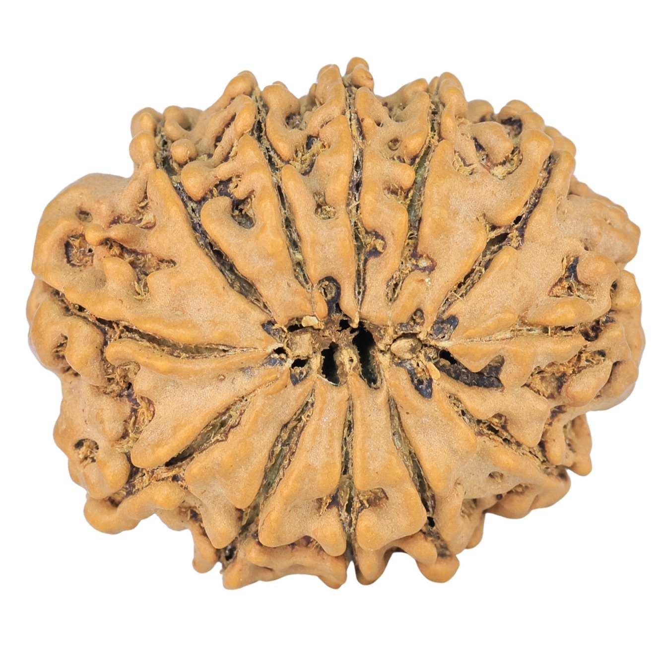 12 Mukhi Rudraksha 28mm 4.74gm - Rudraksha back