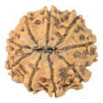 9 Mukhi Rudraksha 24.1mm 3.76gm - Rudraksha back