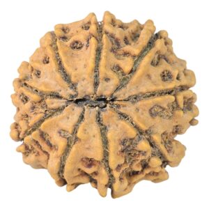 9 Mukhi Rudraksha 24.1mm 3.76gm - Rudraksha back