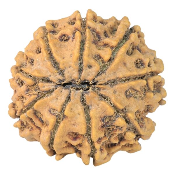 9 Mukhi Rudraksha 24.1mm 3.76gm - Rudraksha back