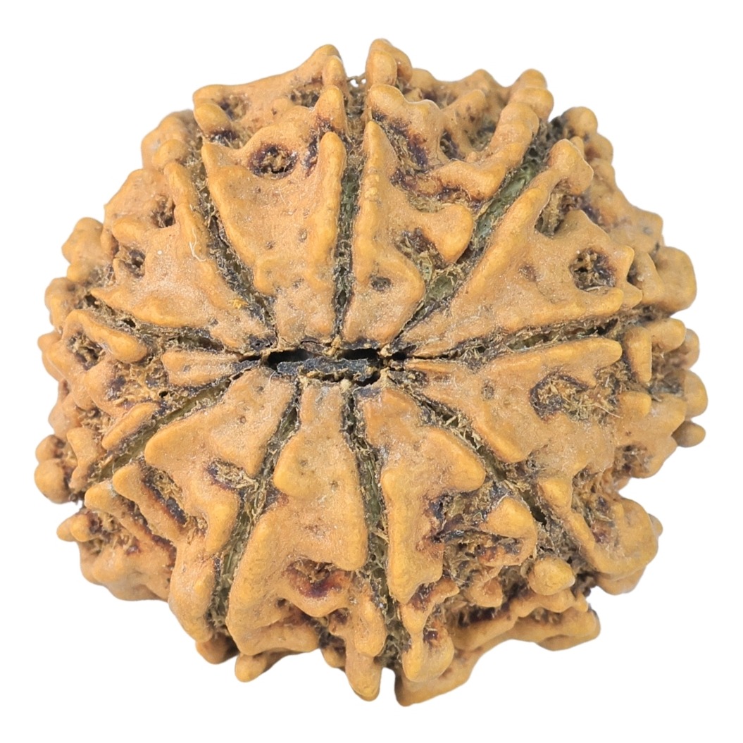 9 Mukhi Rudraksha 24.1mm 3.76gm - Rudraksha back