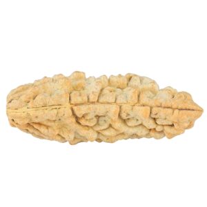 1 Mukhi Rudraksha 42.7mm 6.15gm - Rudraksha back
