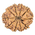 10 Mukhi Rudraksha 23.9mm 3.1gm - Rudraksha back